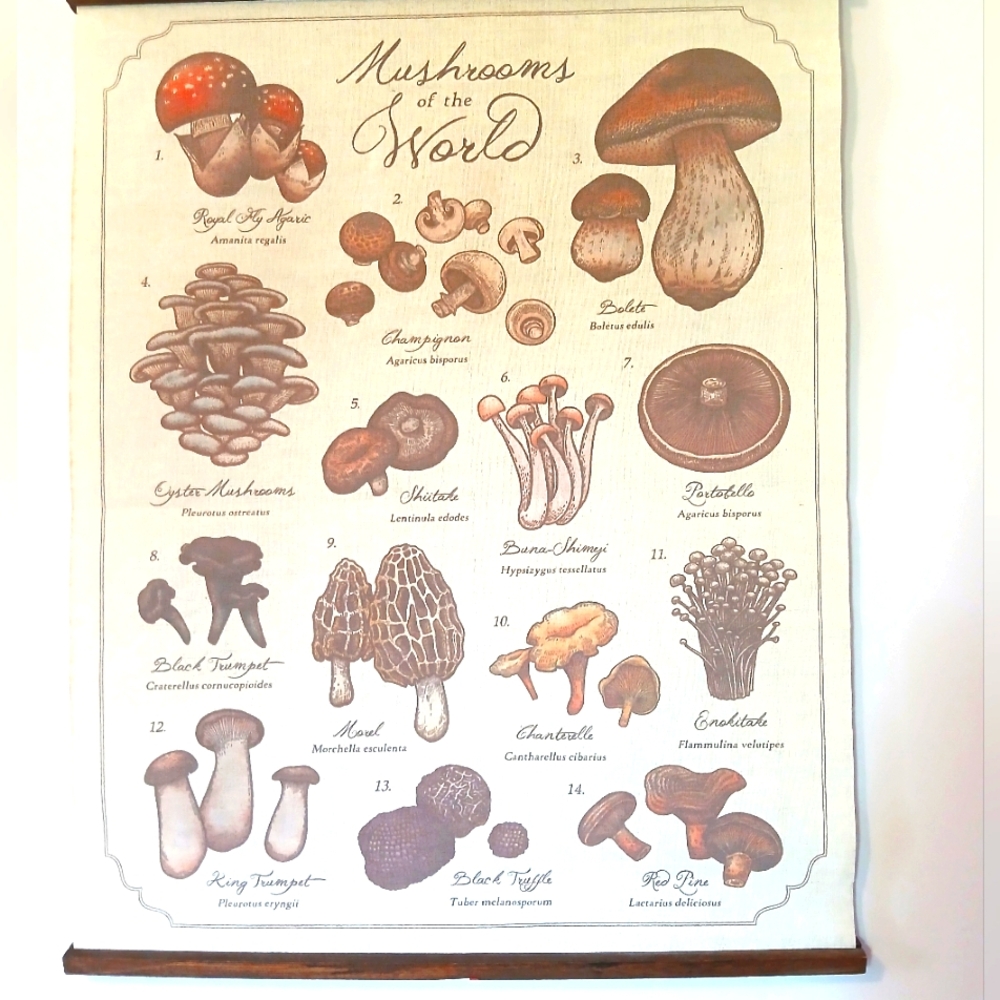 🍄‍🟫MUSHROOMS Wall Hanging
